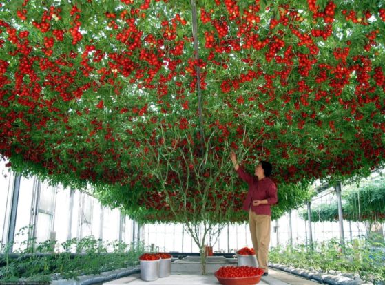 Octopus Tree : la plus grande plante de tomates du monde